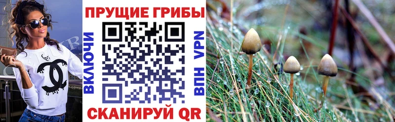 Галлюциногенные грибы мицелий  Алексеевка 